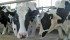 University of Calgary researchers are working on a vaccine to combat Johne’s disease. | File photo