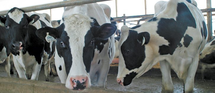 University of Calgary researchers are working on a vaccine to combat Johne’s disease.  |  File photo