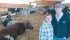 Winners of Alberta’s Outstanding Young Farmers award, Nicole and Richard Brousseau of St. Paul, Alta., recently built a new dairy barn designed for cow comfort. | Mary MacArthur photo