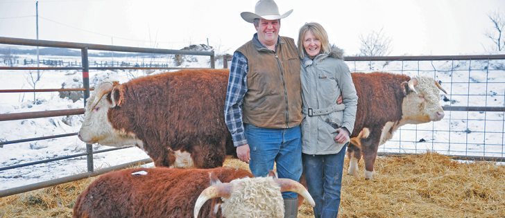 Marilyn and Cal Ramsay stand with some of the bulls that sold during the fifth annual Moving On Bull Sale, held at their family ranch near Cut Knife, Sask., Feb. 7.  |  William DeKay photo