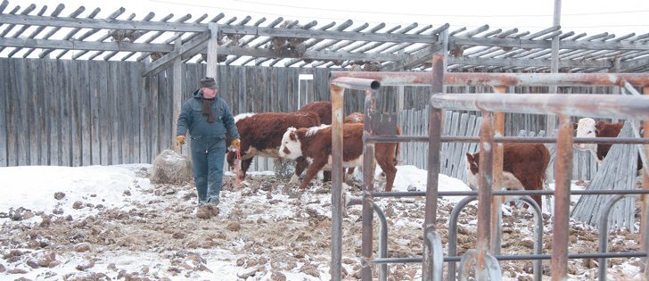 ABOVE: Chores are a daily ritual for Stan Figley at his farm near White Bear, Sask.
BELOW: Figley gets help from his wife, Shelly, who manages the livestock and field work when her husband attends 4-H activities.  |  Karen Morrison photo