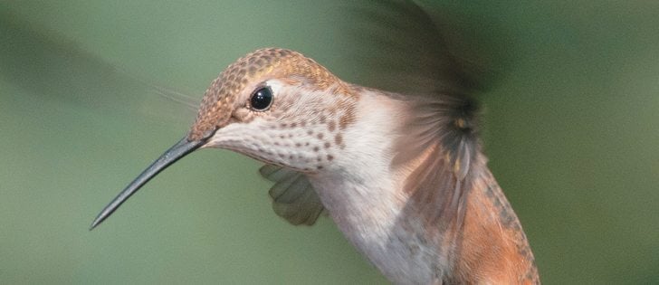 A rufous hummingbird stops at a feeder for a drink of sugar water in a High River, Alta., backyard.  |  Mike Sturk photo