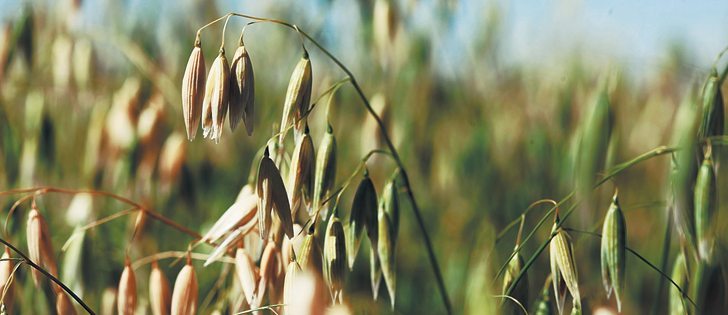 Canada’s rail bottleneck may see U.S. millers short of oats | The ...