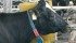 The dairy supply management system would be liberalized under a plan put forth by the Conference Board of Canada. | File Photo