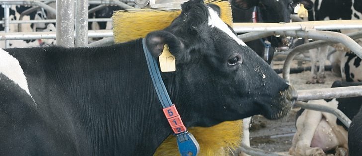 The dairy supply management system would be liberalized under a plan put forth by the Conference Board of Canada.  | File Photo