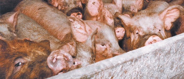 Manitoba, Prince Edward Island and Quebec have each confirmed one case, and each of those is considered to be contained. The bulk of cases are in Ontario.
Industry veterinarians monitoring the deadly virus are encouraged by the limited spread. | File photo