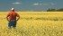 Canola traditionally comes with high fungicide costs. Can variable rate fungicide applications save farmers money? | File photo