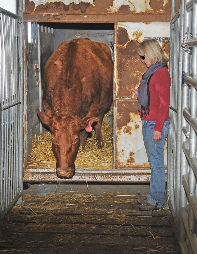 Debbie Meyer of Carmel, Sask., helps coax a wounded pregnant cow from her trailer into the Western College of Veterinary Medicine Large Animal Hospital in Saskatoon, Mar. 10.  This cow has six bullet wounds in the head and one along its backbone. |  William DeKay photo 