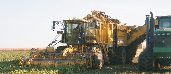 Lantic Sugar has reduced contracted acreage for sugar beets this year.  |  File Photo