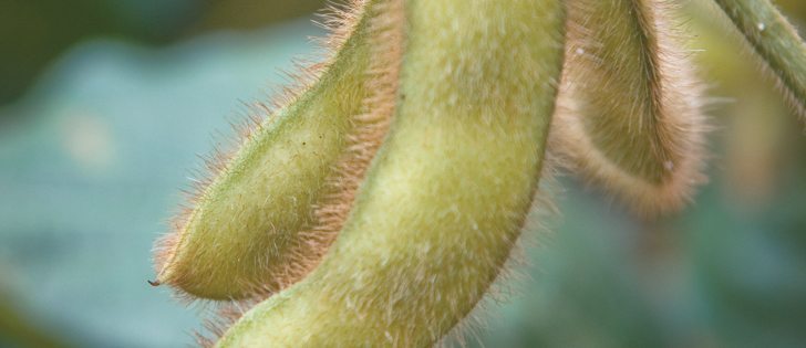 With soybean prices stronger than corn, U.S. farmers told the U.S. Department of Agriculture they plan to seed a record soybean crop this year, up six percent, and cut corn four percent to the smallest area since 2010. The corn number was a little lower than analysts expected and the soybean number was slightly higher than expected. | Source: USDA | File photo