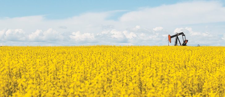 Ontario’s greener diesel rule may be good news for canola growers.  |  File photo