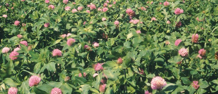 Green manure crops like clover can help conserve energy by substituting for synthetic fertilizers commonly used in traditional production methods.  |  USDA/Flickr.com photo