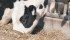 A Cornell University study found dairy herd death rates as high as 17 percent. | File photo