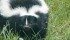 Skunks are among wildlife that can carry rabies. | File photo
