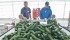 Just under one-third of all non-family farm workers are employed by greenhouses or nurseries. | File photo
