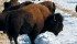 Bison benefit from proper grazing management in summer and winter and in some regions swath grazing, as shown here, is not the best option because of heavy snow cover and large wildlife populations. | File photo