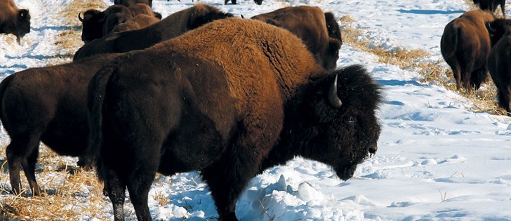 Bison benefit from proper grazing management in summer and winter and in some regions swath grazing, as shown here, is not the best option because of heavy snow cover and large wildlife populations.  |  File photo