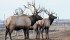 Seventy-one cases of chronic wasting disease have been recorded in deer and elk herds in Canada since 1996. | File photo