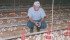 Reg Ference watches newly hatched chicks at his poultry farm at Black Diamond, Alta. The birds were born earlier that day and he needs to make sure they are eating and drinking. | Barbara Duckworth photo