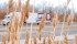 Phragmites, also known as European common reed, has colonized much of the Highway 401 corridor in Ontario. | Jeffrey Carter photo