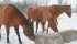 Results of a prepurchase exam belong to the buyer and can be potentially contentious if a problem is found with a seller’s horse, says a veterinarian. | File photo