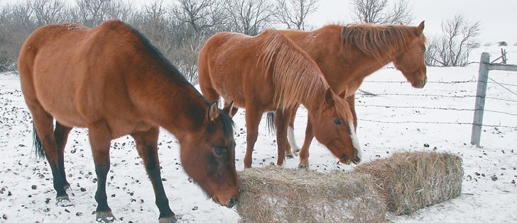 Results of a prepurchase exam belong to the buyer and can be potentially contentious if a problem is found with a seller’s horse, says a veterinarian.  |  File photo