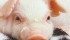 The emergency fund will be used for prevention measures and containment costs if the PED is found in the province. | USDA photo