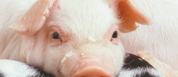 The emergency fund will be used for prevention measures and containment costs if the PED is found in the province.  |  USDA photo