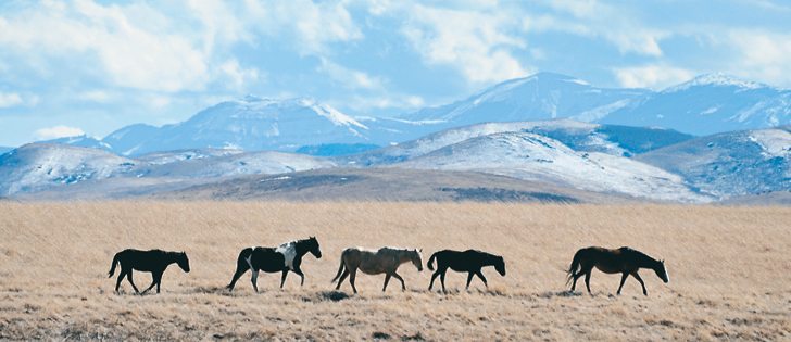 Coggins tests help horse owners detect the disease early and prevent owners from taking sick horses to events where the disease can be spread further.  |  Mike Sturk photo