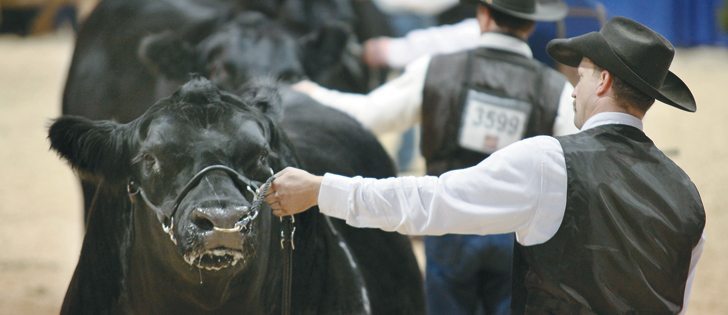 Livestock producers say changes to the Animal Pedigree Act will cost them market credibility.  |  File photo