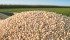 New soybean varieties with increased yields give soybeans the top spot in profitability rankings. | File photo