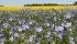 Researchers are looking for flax varieties that grow well on the northern Prairies and can be a good rotation for farmers