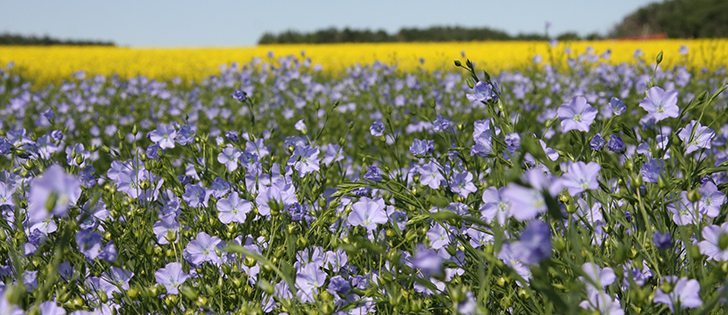 Researchers are looking for flax varieties that grow well on the northern Prairies and can be a good rotation for farmers