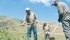 Foreign workers form integral parts of the agricultural labour force in Canada, whether they enter the country under the Temporary Foreign Worker Program or some other program. While misuse of the program has made headlines lately, many in the agricultural industry say they could not do without foreign workers. | File photo
