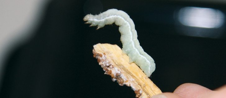 Now is the time to scout for cutworms, identify the type and get advice on potential control measures, entomologists advise.  |  File photo
