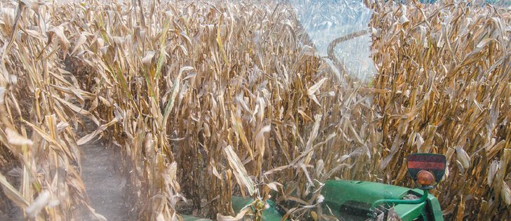The U.S. Department of Agriculture expects 2014-15 world corn ending stocks to be 181.73 million tonnes, which would be the biggest since 1999-2000.  |  USDA photo