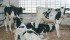 The Canadian Breed Strategy, which supports national traceability for dairy cattle, comes after three years of industry consultation. | File photo