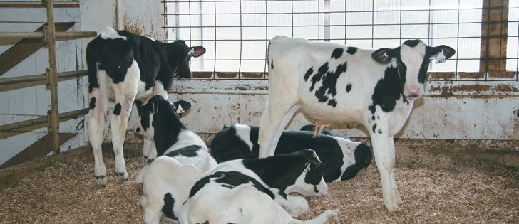 The Canadian Breed Strategy, which supports national traceability for dairy cattle, comes after three years of industry consultation. |  File photo