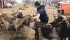 Tanis Colyn milks goats in her dairy herd twice daily at the RobLynn Ranch near Naicam, Sask. | Karen Morrison photo