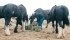 Mark Hodgson feeds the Clydesdale horses, used for some riding but mainly to pull sleighs full of visitors at his family’s diversified farm operation near Melfort, Sask. | Karen Morrison photo