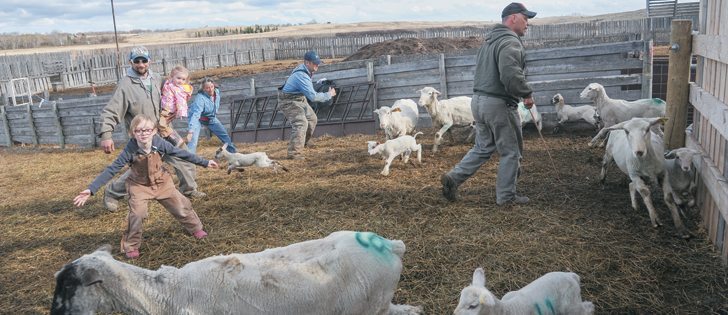 Chasing ewes and lambs into a pen for vaccinations is a family affair on the Pituley ranch near Killdeer, Sask.  |  William DeKay photo