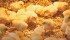 Chicken Farmers of Saskatchewan has identified enterococcus bacteria as an emerging health concern. | File photo