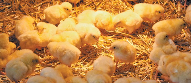 Chicken Farmers of Saskatchewan has identified enterococcus bacteria as an emerging health concern.  |  File photo