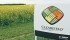 Clearfield canola was developed using mutation breeding technology and is in demand by crushers. | File photo