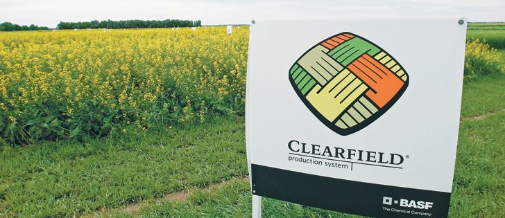 Clearfield canola was developed using mutation breeding technology and is in demand by crushers.  |  File photo