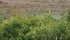 The area infested with leafy spurge has doubled every 10 years since the early 1900s, says a forage specialist. | File photo