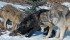 B.C.’s wolf management plan outlines rules on hunting and trapping seasons and bag limits for different regions of the province. | File photo