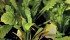 Shepherd’s purse can reach 100 centimetres tall and a mature plant can produce more than 38,000 seed pods. | File photo