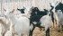 With no anti-parasitic drugs licensed for goats in Canada, producers have few treatment options. | File photo