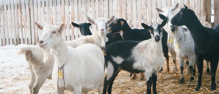 With no anti-parasitic drugs licensed for goats in Canada, producers have few treatment options.  |  File photo